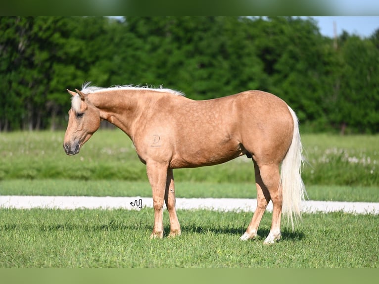 American Quarter Horse Gelding 5 years 14,3 hh Palomino in Waco