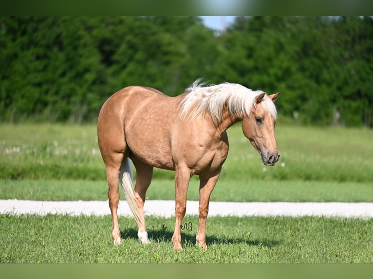 American Quarter Horse Gelding 5 years 14,3 hh Palomino in Waco