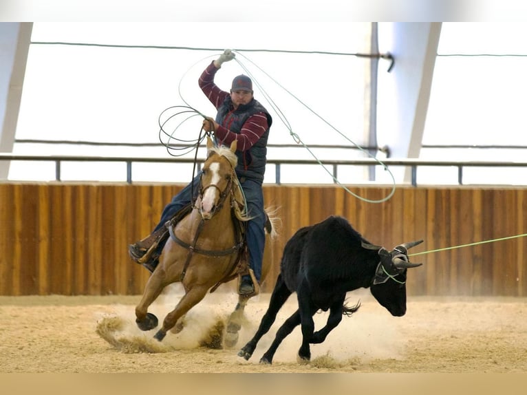 American Quarter Horse Gelding 5 years 14,3 hh Palomino in Pilot Point