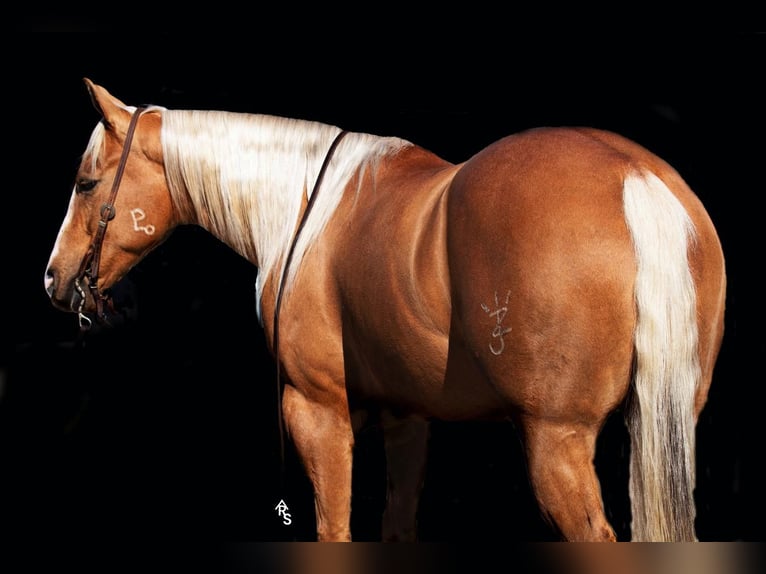American Quarter Horse Gelding 5 years 14,3 hh Palomino in Pilot Point