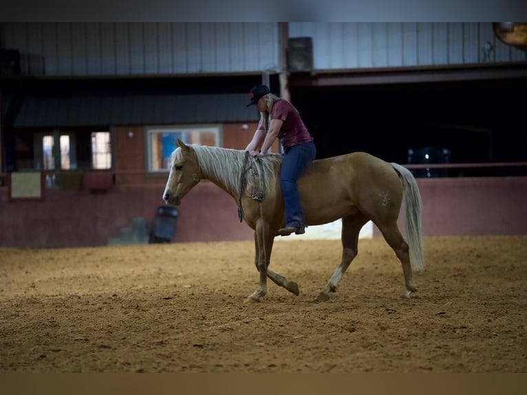 American Quarter Horse Gelding 5 years 14,3 hh Palomino in Pilot Point
