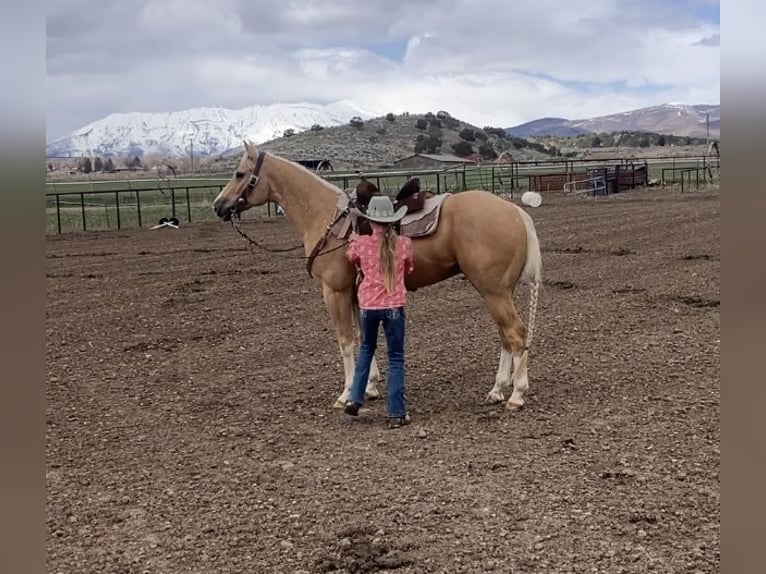 American Quarter Horse Gelding 5 years 14,3 hh Palomino in Fountain Green