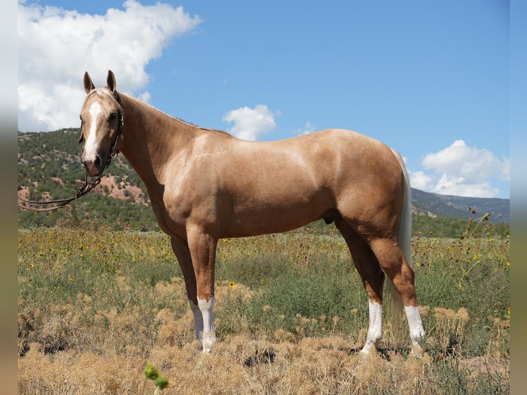 American Quarter Horse Gelding 5 years 14,3 hh Palomino in Fountain Green