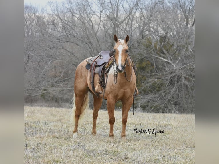 American Quarter Horse Gelding 5 years 14,3 hh Palomino in Sweet Springs, MO