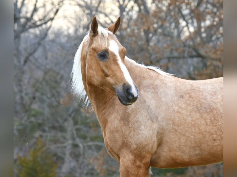 American Quarter Horse Gelding 5 years 14,3 hh Palomino in Sweet Springs, MO