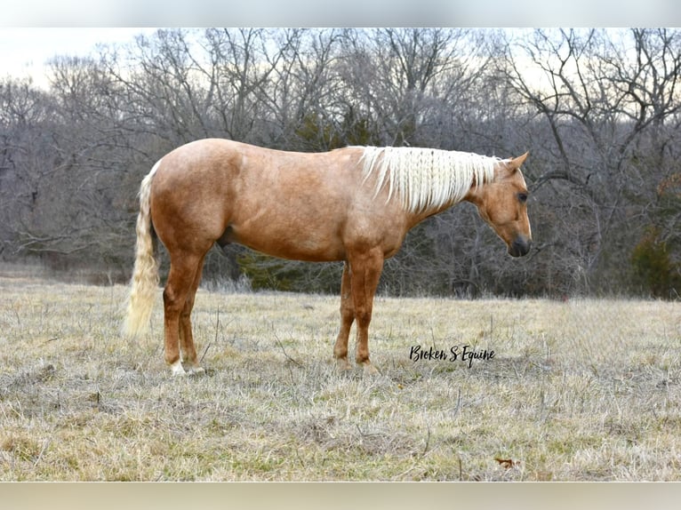 American Quarter Horse Gelding 5 years 14,3 hh Palomino in Sweet Springs, MO