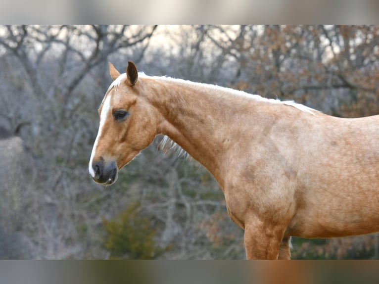 American Quarter Horse Gelding 5 years 14,3 hh Palomino in Sweet Springs, MO