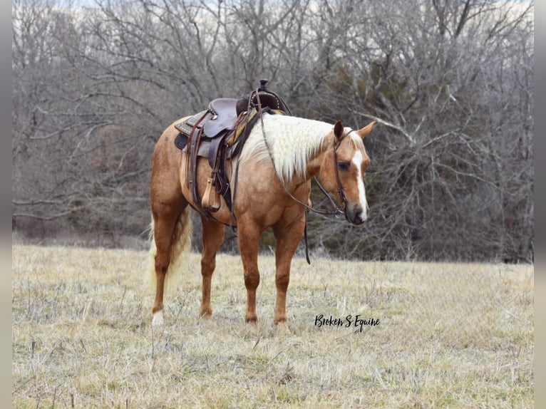 American Quarter Horse Gelding 5 years 14,3 hh Palomino in Sweet Springs, MO