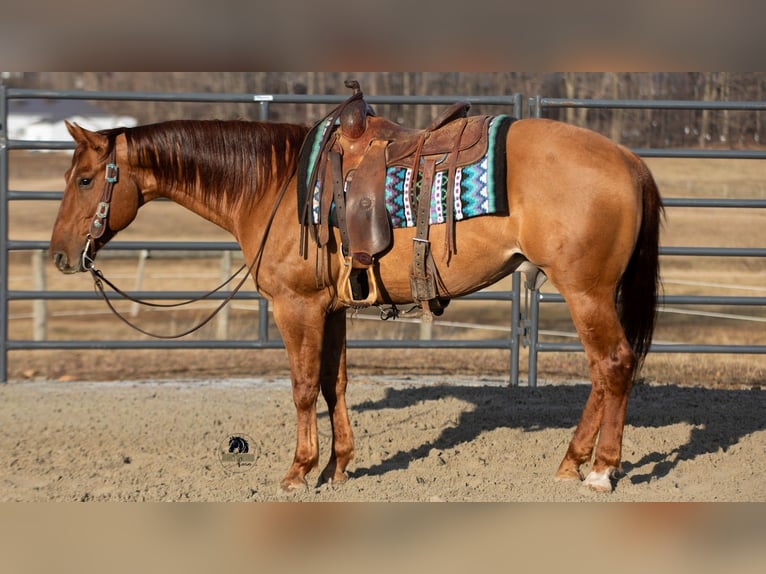 American Quarter Horse Gelding 5 years 14.3 hh Red Dun in Fredericksburg