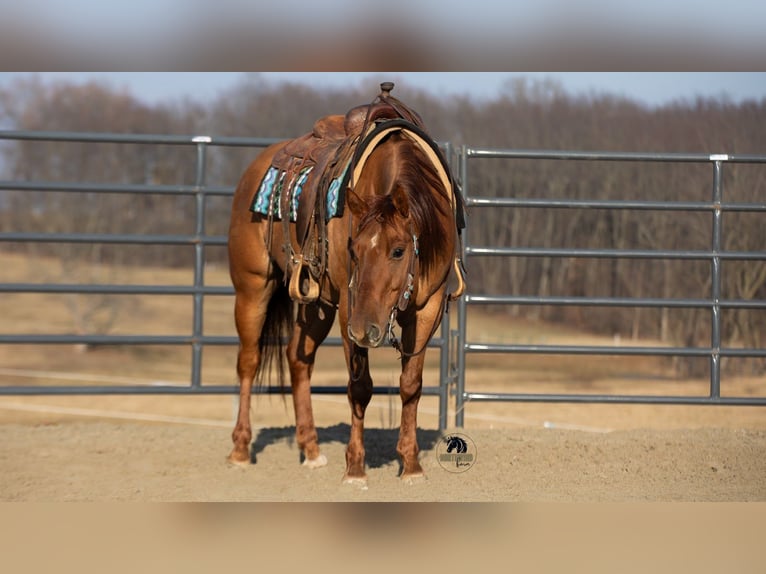 American Quarter Horse Gelding 5 years 14.3 hh Red Dun in Fredericksburg