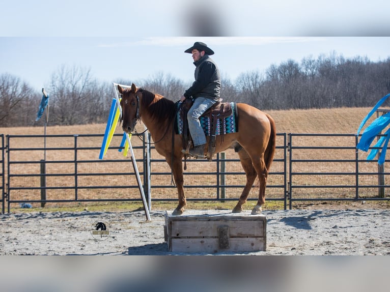 American Quarter Horse Gelding 5 years 14.3 hh Red Dun in Fredericksburg