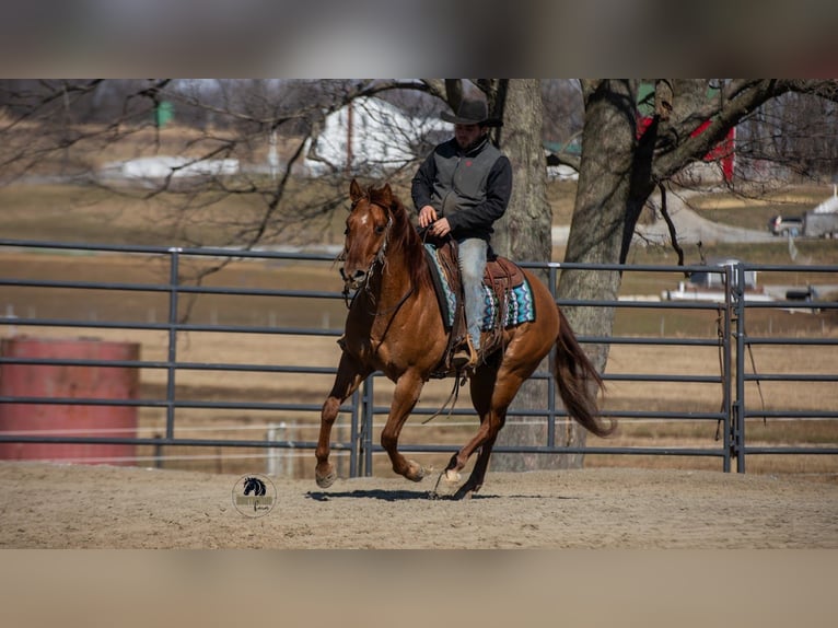 American Quarter Horse Gelding 5 years 14.3 hh Red Dun in Fredericksburg