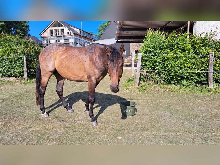 American Quarter Horse Gelding 5 years 14.3 hh Roan-Bay in Ennepetal