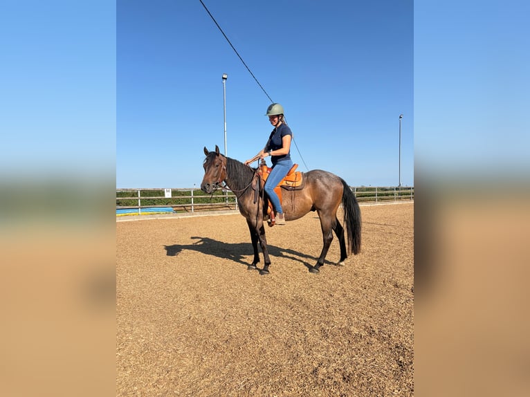 American Quarter Horse Gelding 5 years 14.3 hh Roan-Bay in Ennepetal