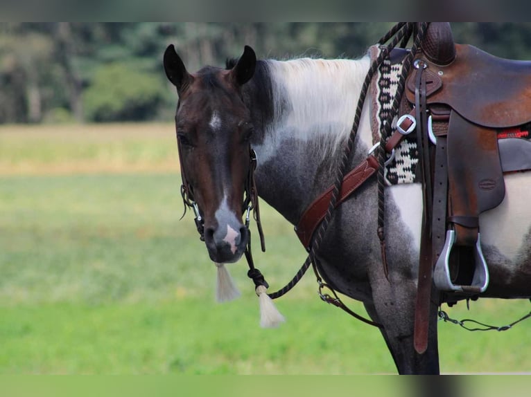 American Quarter Horse Mix Gelding 5 years 14,3 hh Roan-Bay in Rebersburg, PA