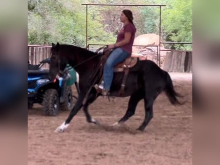American Quarter Horse Gelding 5 years 14,3 hh Roan-Blue in Weatherford TX
