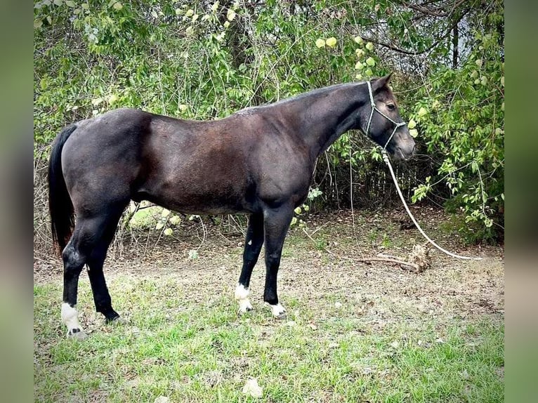 American Quarter Horse Gelding 5 years 14,3 hh Roan-Blue in Weatherford TX