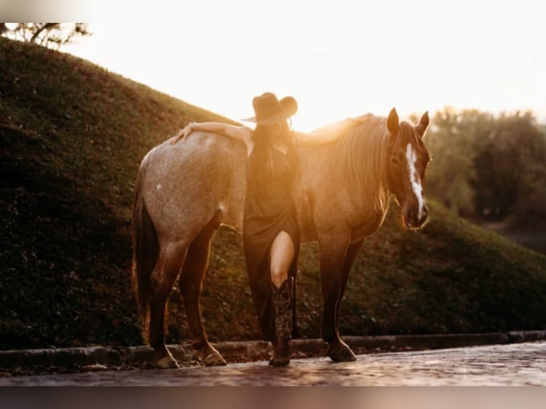 American Quarter Horse Gelding 5 years 14,3 hh Roan-Red in Lewistown, IL