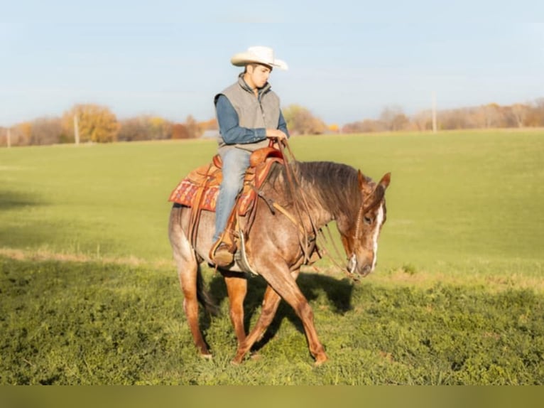 American Quarter Horse Gelding 5 years 14,3 hh Roan-Red in Lewistown, IL