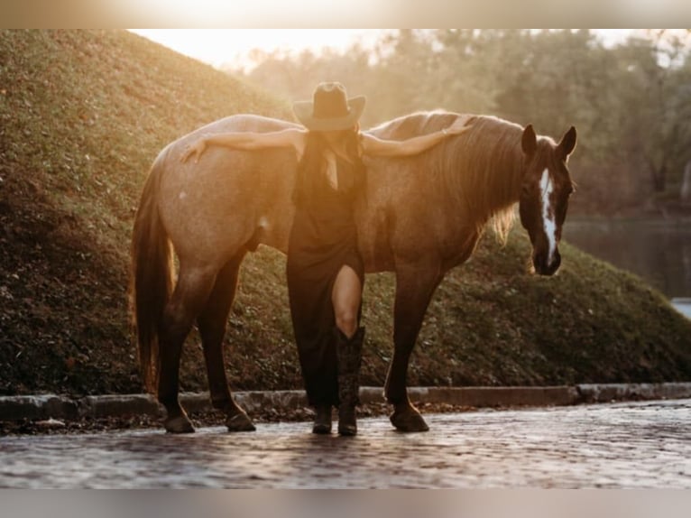 American Quarter Horse Gelding 5 years 14,3 hh Roan-Red in Lewistown, IL