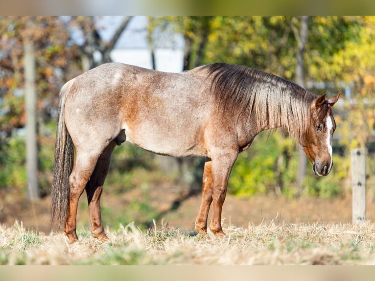 American Quarter Horse Gelding 5 years 14,3 hh Roan-Red in Lewistown, IL