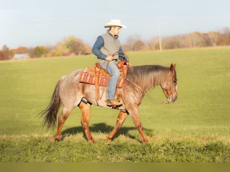 American Quarter Horse Gelding 5 years 14,3 hh Roan-Red in Lewistown, IL