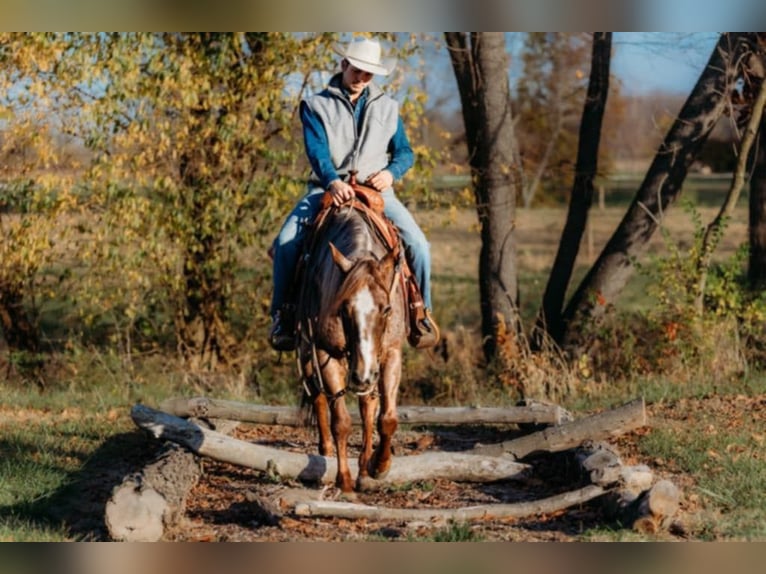 American Quarter Horse Gelding 5 years 14,3 hh Roan-Red in Lewistown, IL