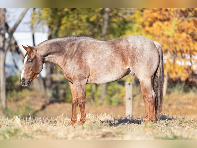 American Quarter Horse Gelding 5 years 14,3 hh Roan-Red in Lewistown, IL