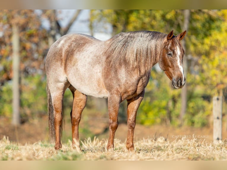 American Quarter Horse Gelding 5 years 14,3 hh Roan-Red in Lewistown, IL