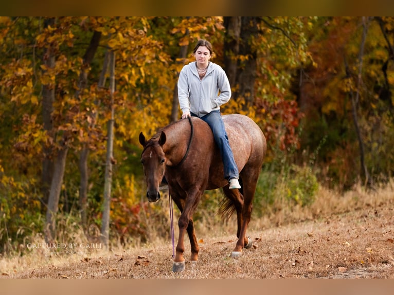 American Quarter Horse Gelding 5 years 14,3 hh Roan-Red in Lewistown