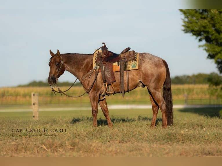 American Quarter Horse Gelding 5 years 14,3 hh Roan-Red in Lewistown