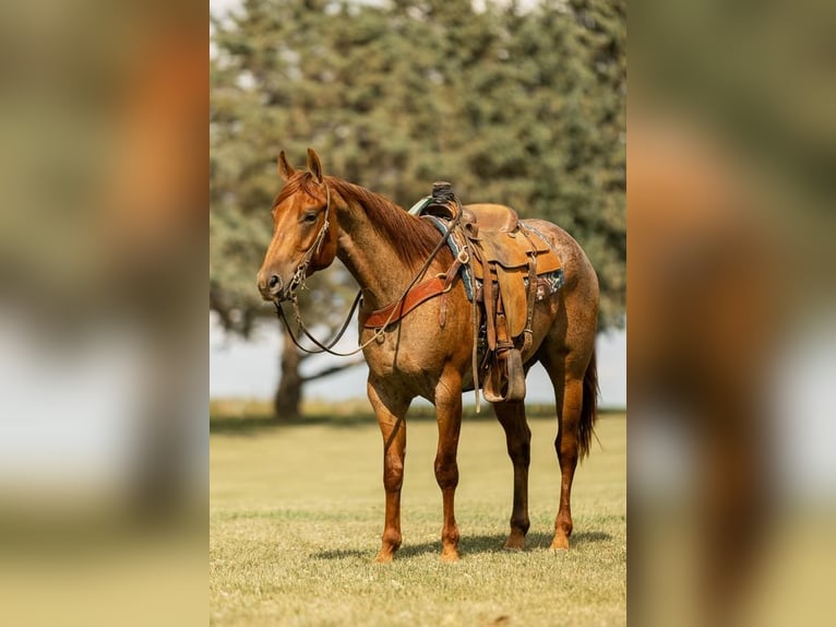 American Quarter Horse Gelding 5 years 14,3 hh Roan-Red in Decorah, IA