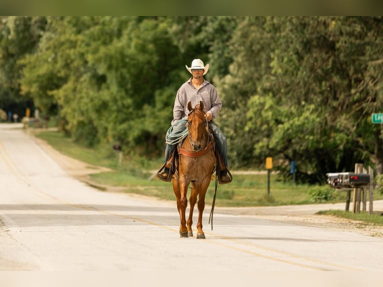 American Quarter Horse Gelding 5 years 14,3 hh Roan-Red in Decorah, IA