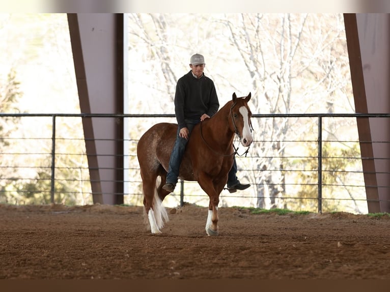 American Quarter Horse Gelding 5 years 14.3 hh Roan-Red in Morrilton
