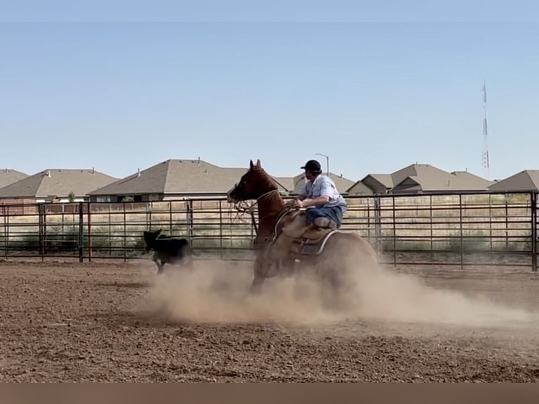 American Quarter Horse Gelding 5 years 14.3 hh Roan-Red in Morrilton