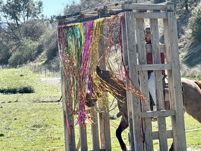 American Quarter Horse Gelding 5 years 14,3 hh Roan-Red in Paicines, CA