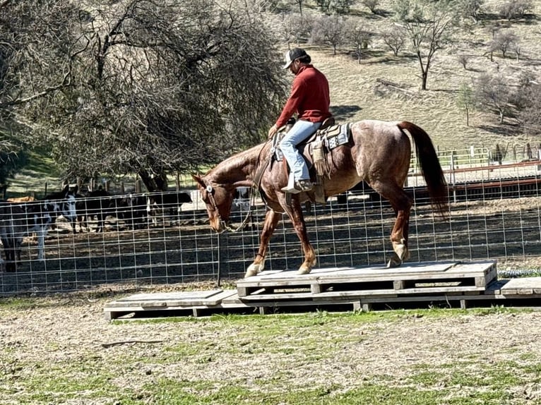 American Quarter Horse Gelding 5 years 14,3 hh Roan-Red in Paicines, CA