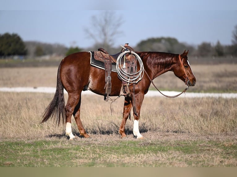 American Quarter Horse Gelding 5 years 14.3 hh Sorrel in Waco