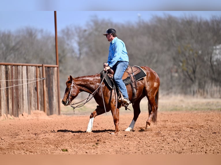 American Quarter Horse Gelding 5 years 14.3 hh Sorrel in Waco