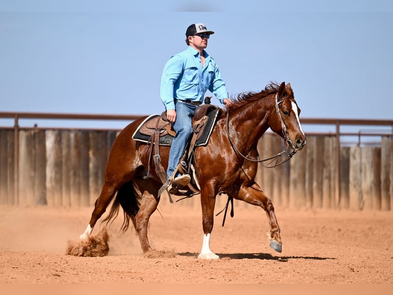 American Quarter Horse Gelding 5 years 14.3 hh Sorrel in Waco
