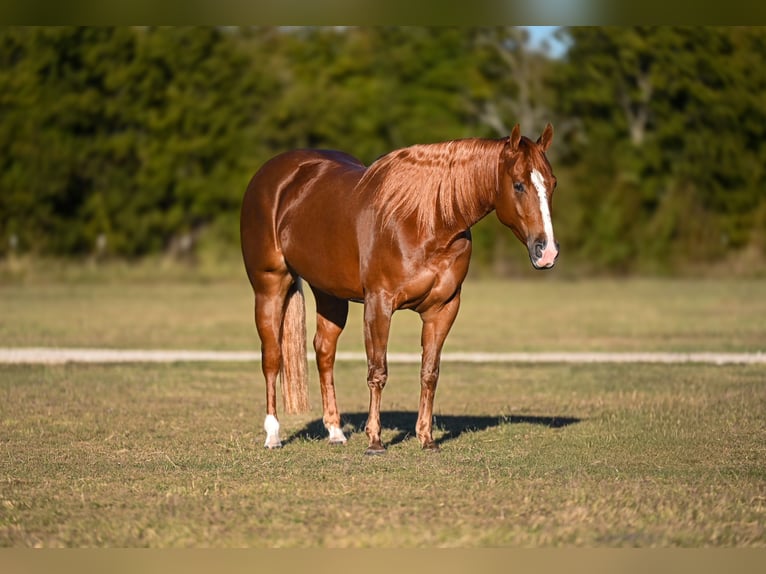 American Quarter Horse Gelding 5 years 14,3 hh Sorrel in Waco