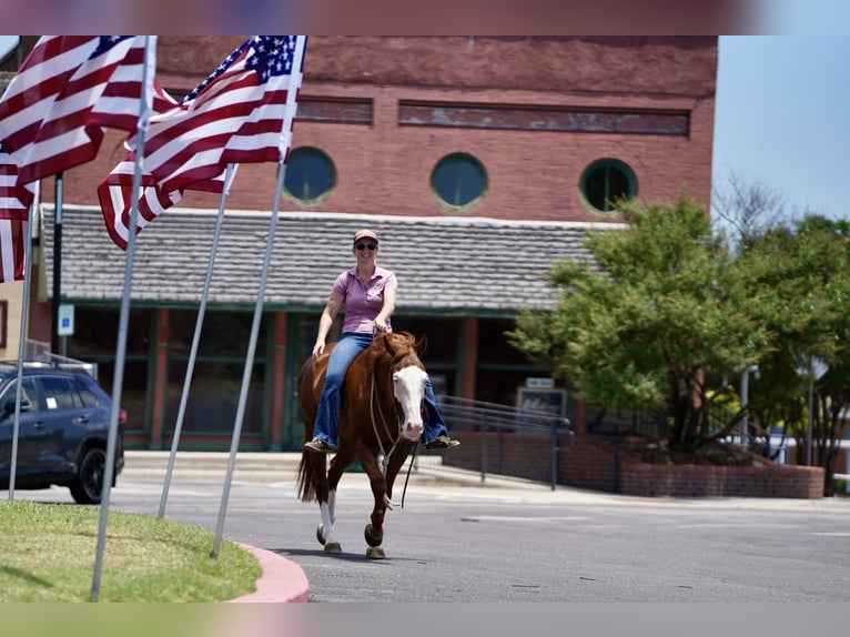 American Quarter Horse Mix Gelding 5 years 14,3 hh Sorrel in Kaufman