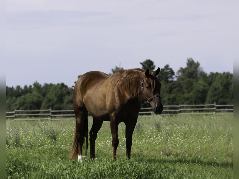 American Quarter Horse Gelding 5 years 14,3 hh Sorrel in Nevis