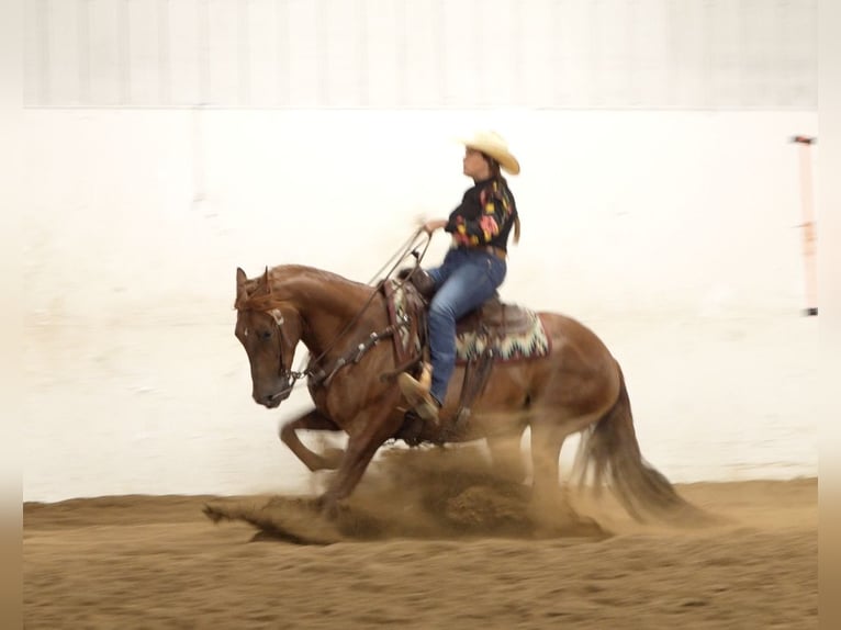 American Quarter Horse Gelding 5 years 14,3 hh Sorrel in Nevis