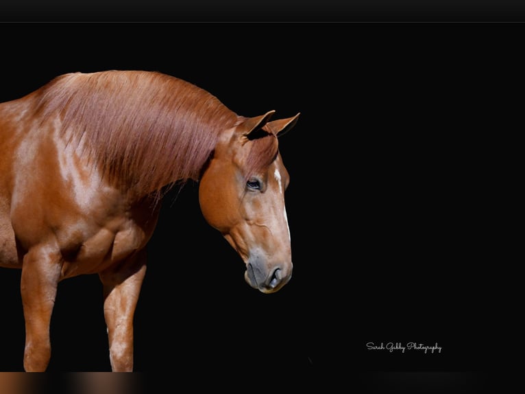 American Quarter Horse Gelding 5 years 14,3 hh Sorrel in Oelwein