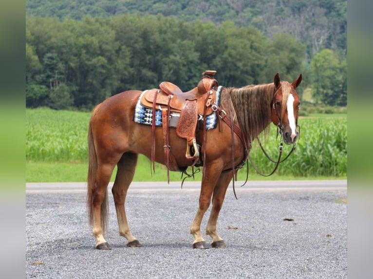 American Quarter Horse Gelding 5 years 14,3 hh Sorrel in Allenwood