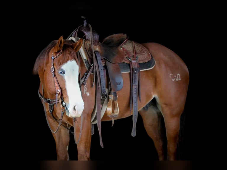 American Quarter Horse Gelding 5 years 14,3 hh Sorrel in Clarion