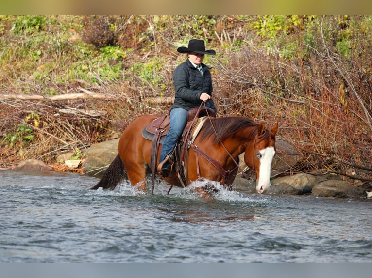 American Quarter Horse Gelding 5 years 14,3 hh Sorrel in Clarion