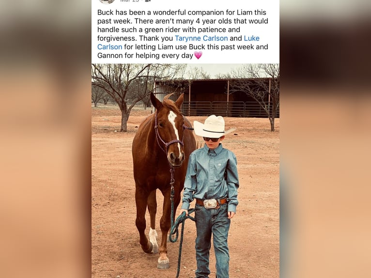 American Quarter Horse Gelding 5 years 14,3 hh Sorrel in Decorah