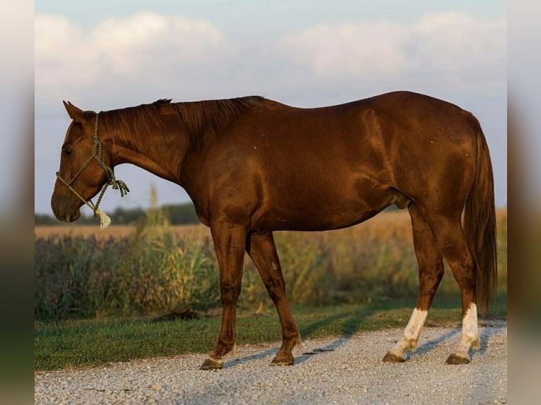 American Quarter Horse Gelding 5 years 14.3 hh Sorrel in Joy